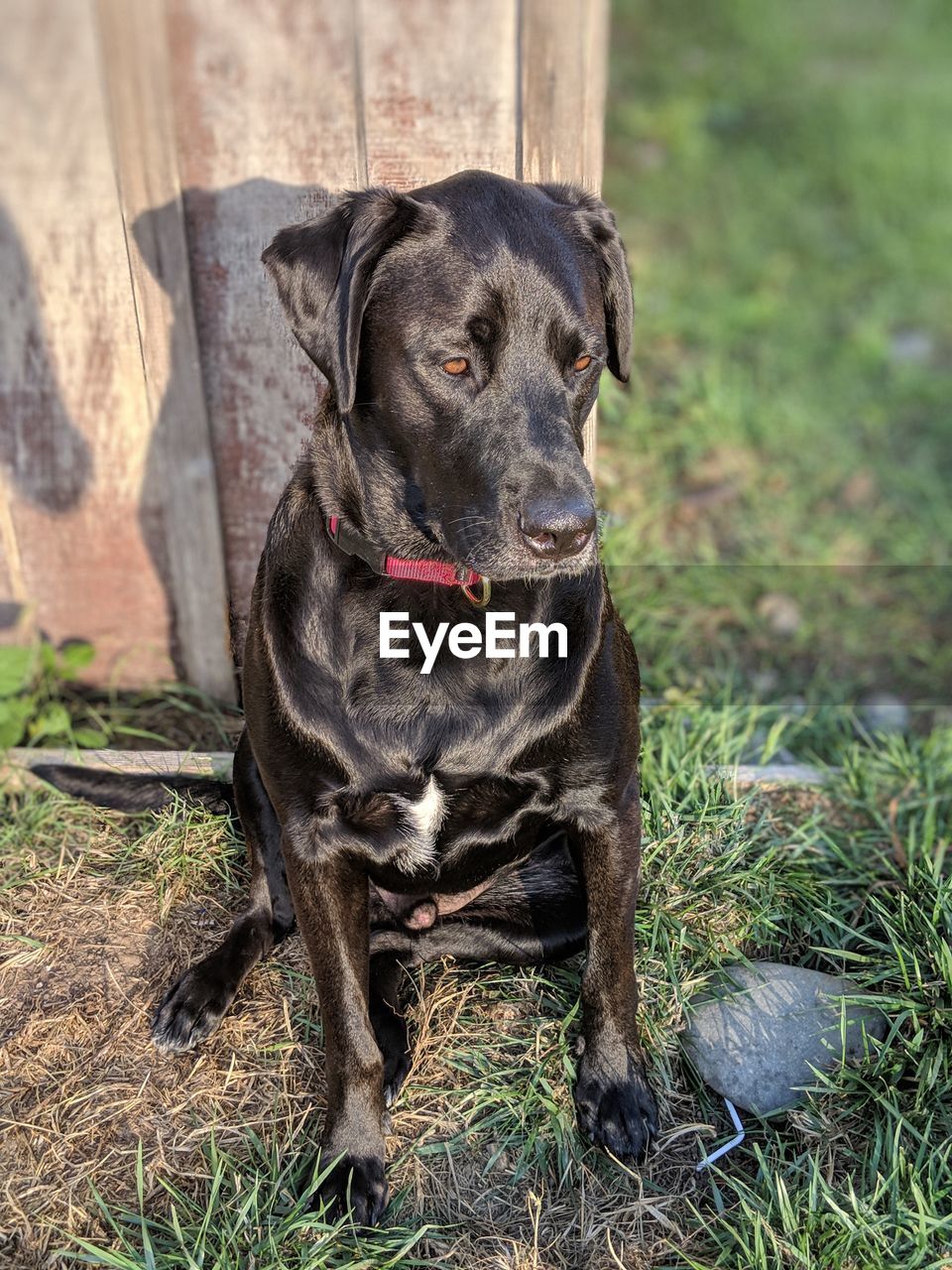 PORTRAIT OF DOG SITTING IN FIELD
