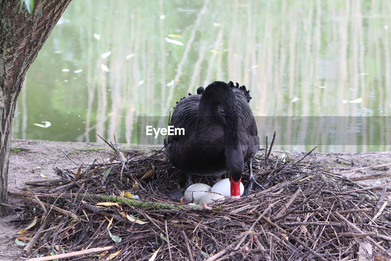 Black swan in a nest