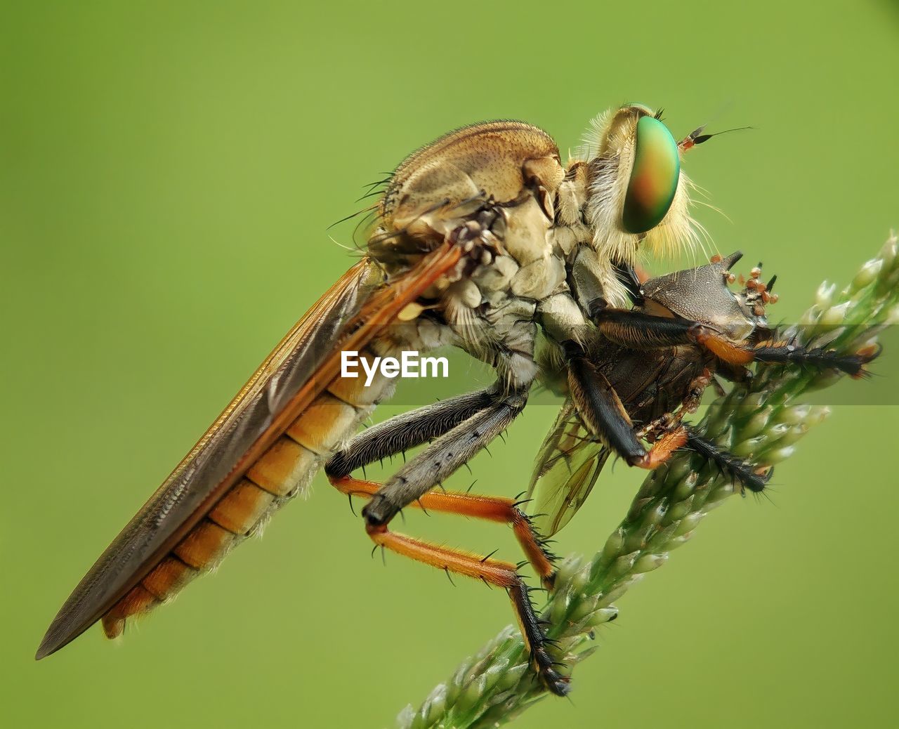 CLOSE-UP OF FLY