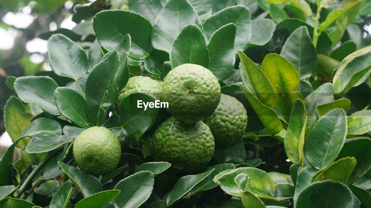 Kaffir lime or citrus hystrix on the tree. focus selected, blurry green leaves background
