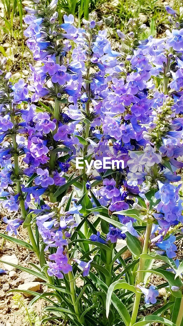 CLOSE-UP OF PURPLE FLOWERS