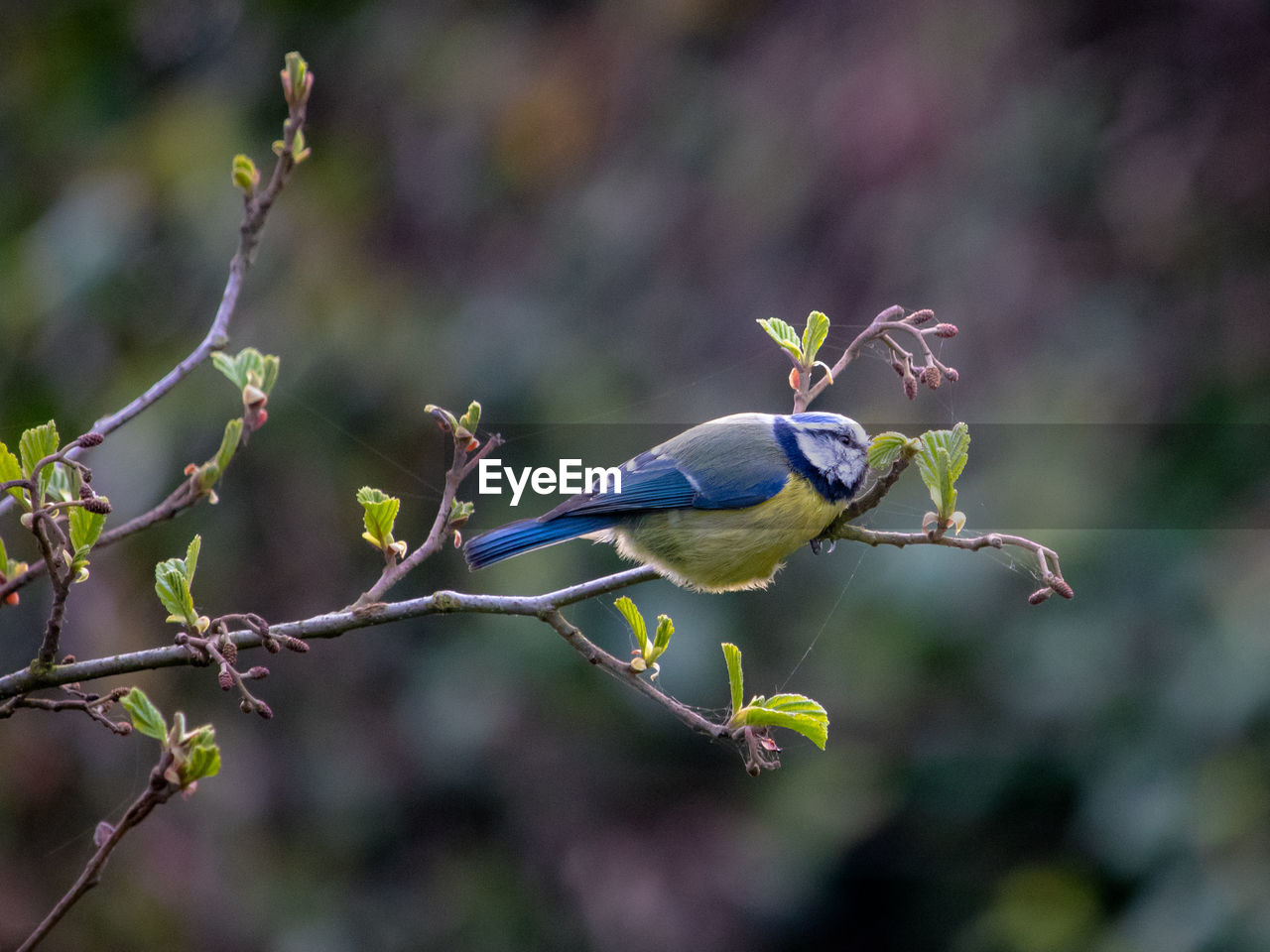 Close-up of bird perching on branch snacking on leaves. cyanistes caeruleus