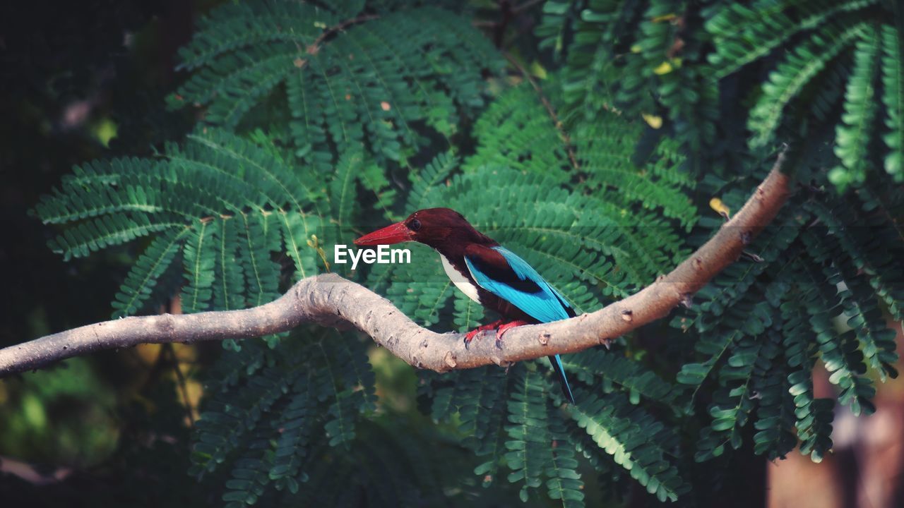 VIEW OF BIRD PERCHING ON TREE