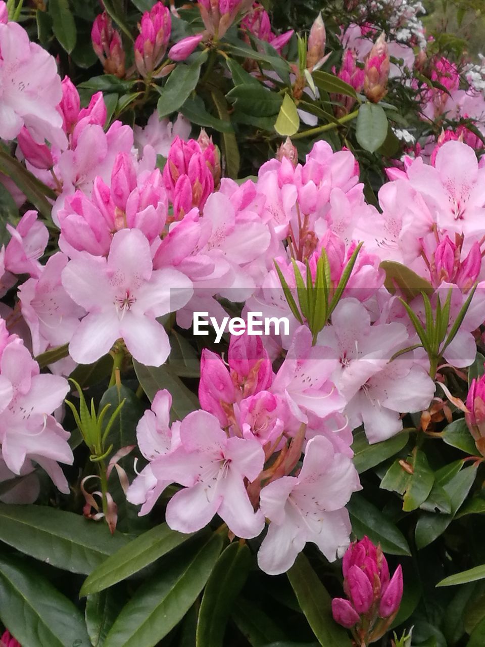 CLOSE-UP OF PINK FLOWERS ON PLANT