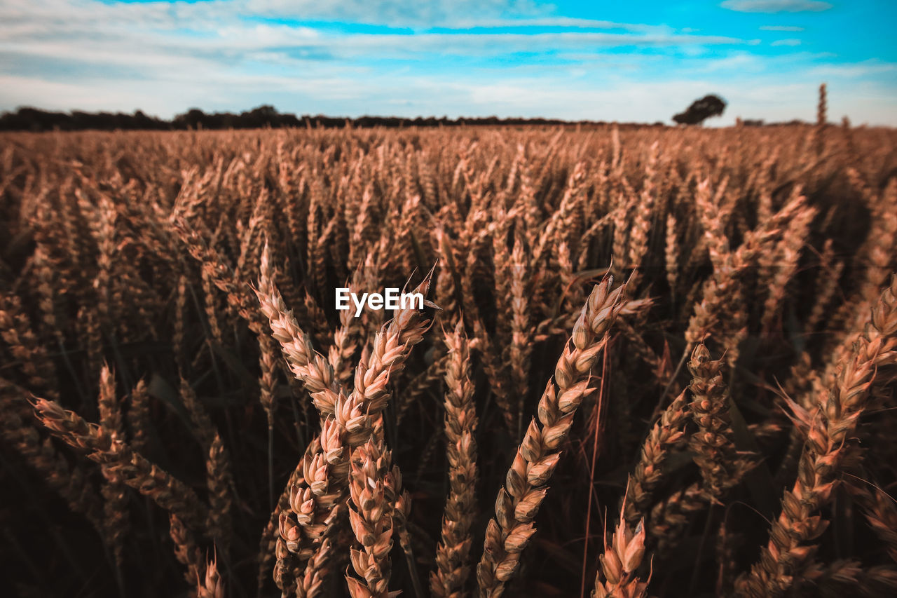 Close-up of wheat field against sky