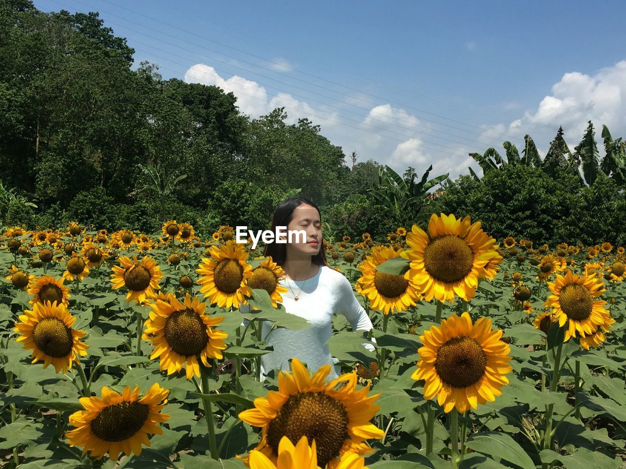 Woman standing amidst blooming sunflowers