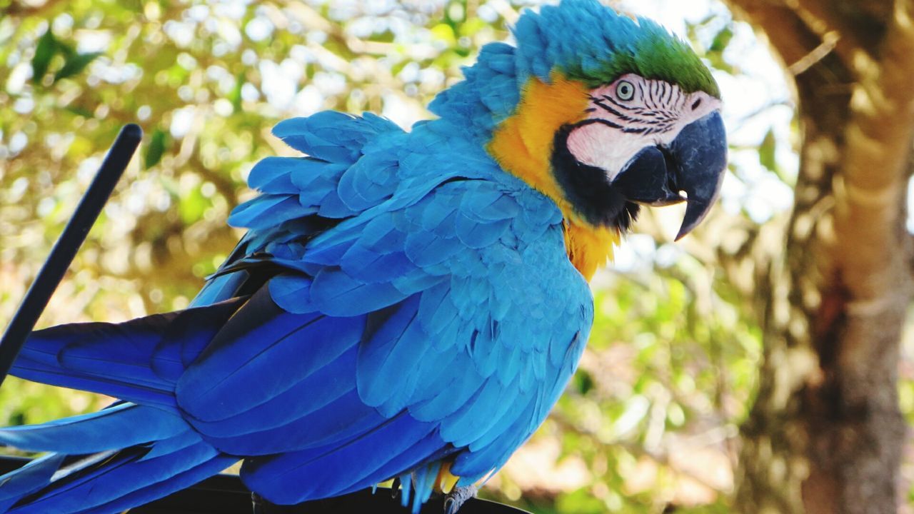 Low angle view of gold and blue macaw against trees
