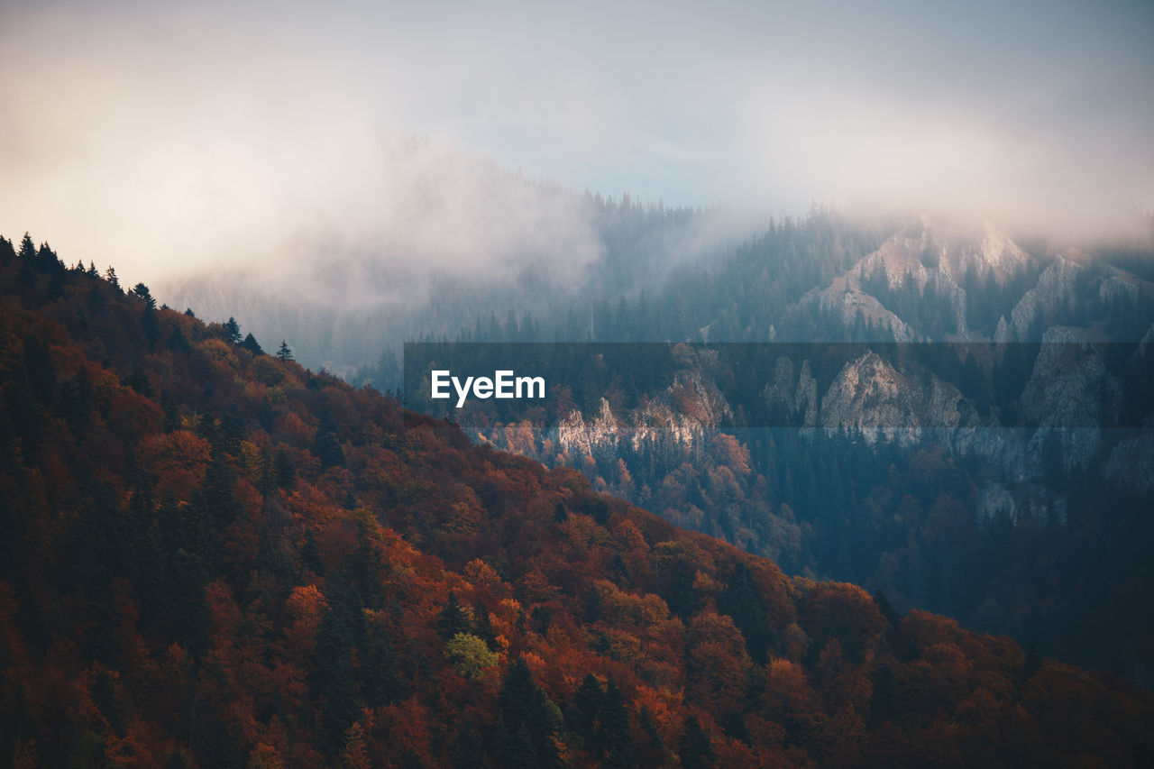 Scenic view of autumn trees on mountain in foggy weather