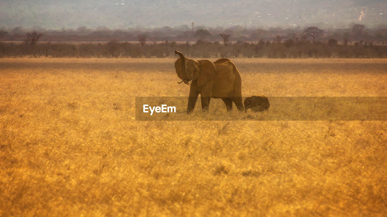 Elephant with infant on field