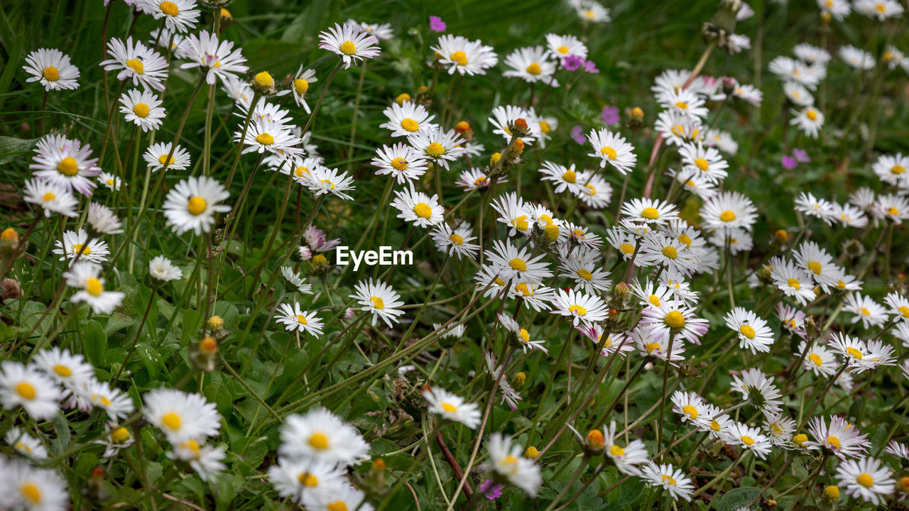 flower, flowering plant, plant, freshness, beauty in nature, fragility, daisy, growth, meadow, nature, field, white, grass, tanacetum parthenium, no people, flower head, close-up, petal, land, garden cosmos, inflorescence, day, lawn, wildflower, high angle view, outdoors, botany, green, abundance, herb, yellow, springtime