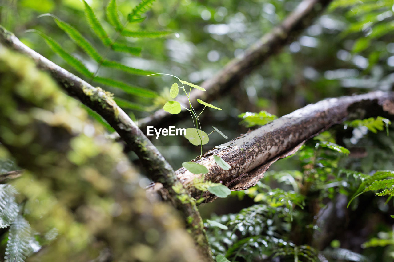 View of bare branch in rainforest