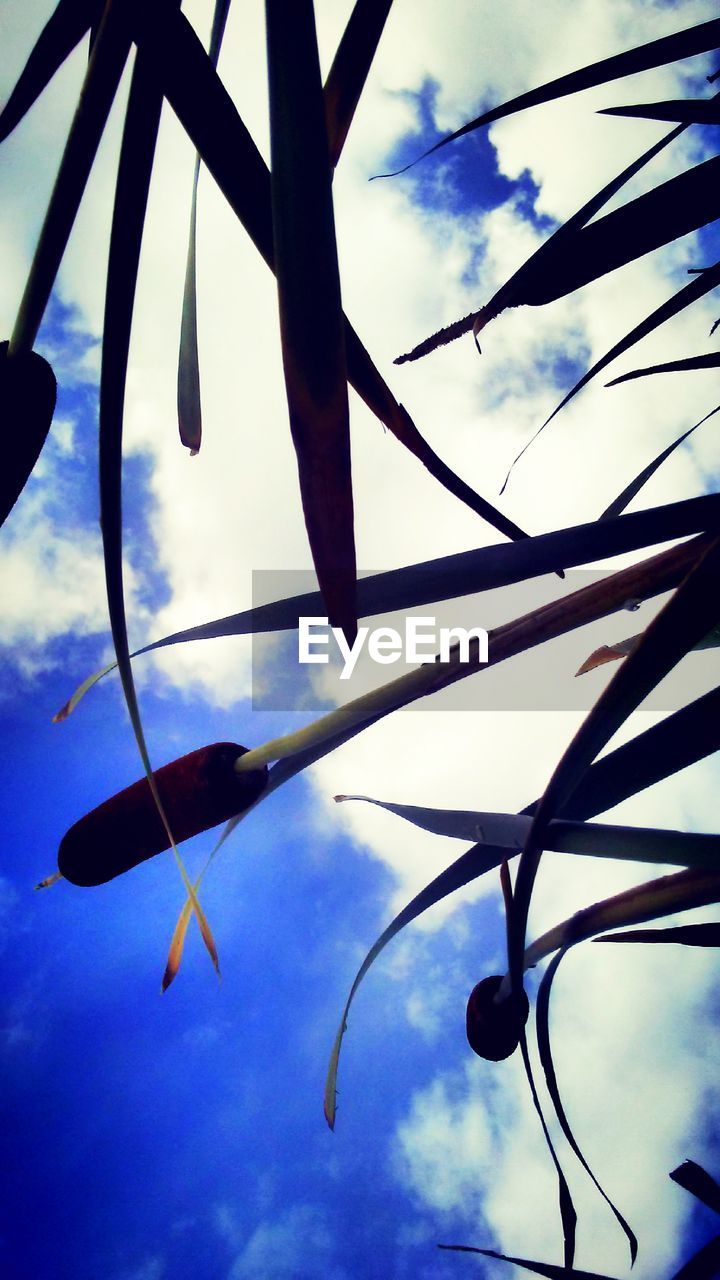 CLOSE-UP OF TREE AGAINST SKY