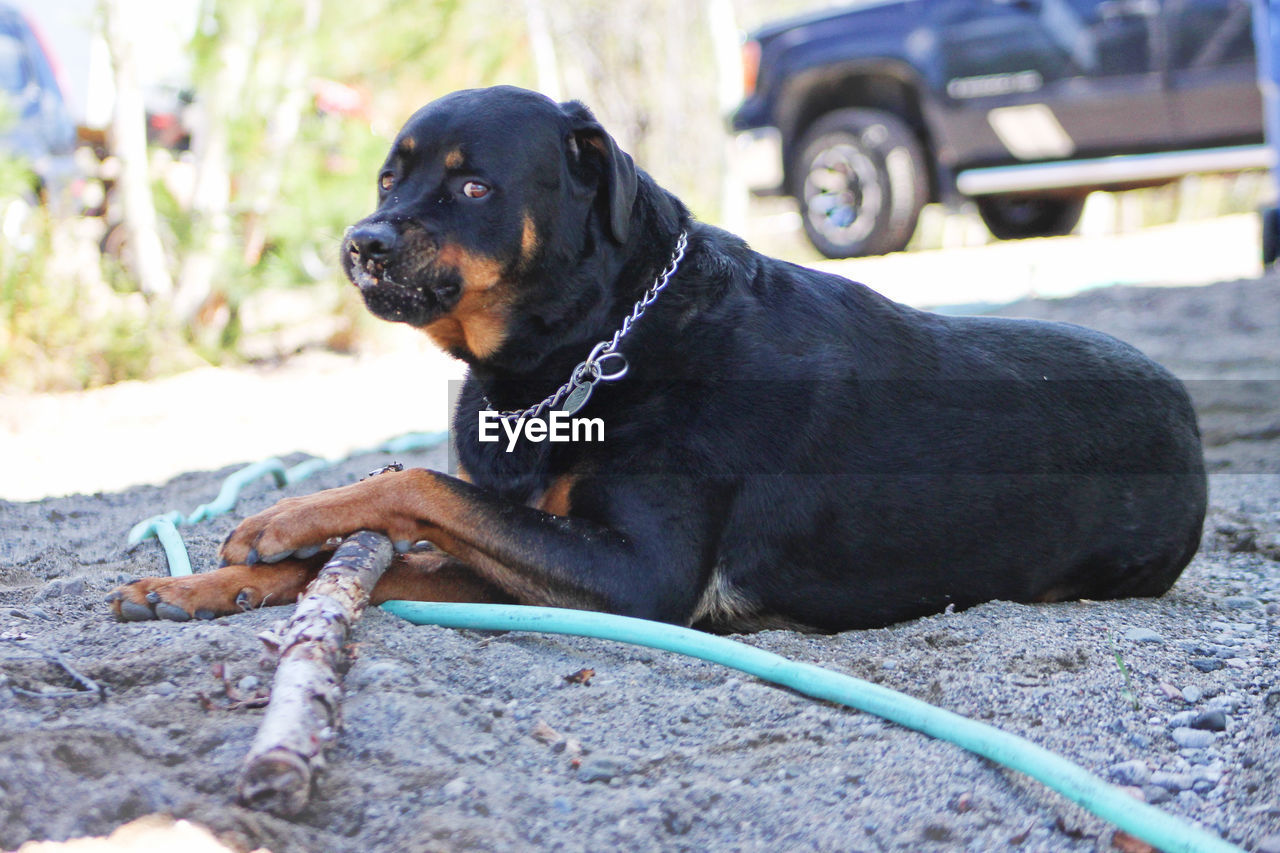 EyeEmNewHere Saguenay, Québec, Canada Animal Themes Black Color Car Close-up Day Dog Domestic Animals Mammal Nature No People One Animal Outdoors Pets Portrait Rottweiler Sitting Transportation Perspectives On Nature