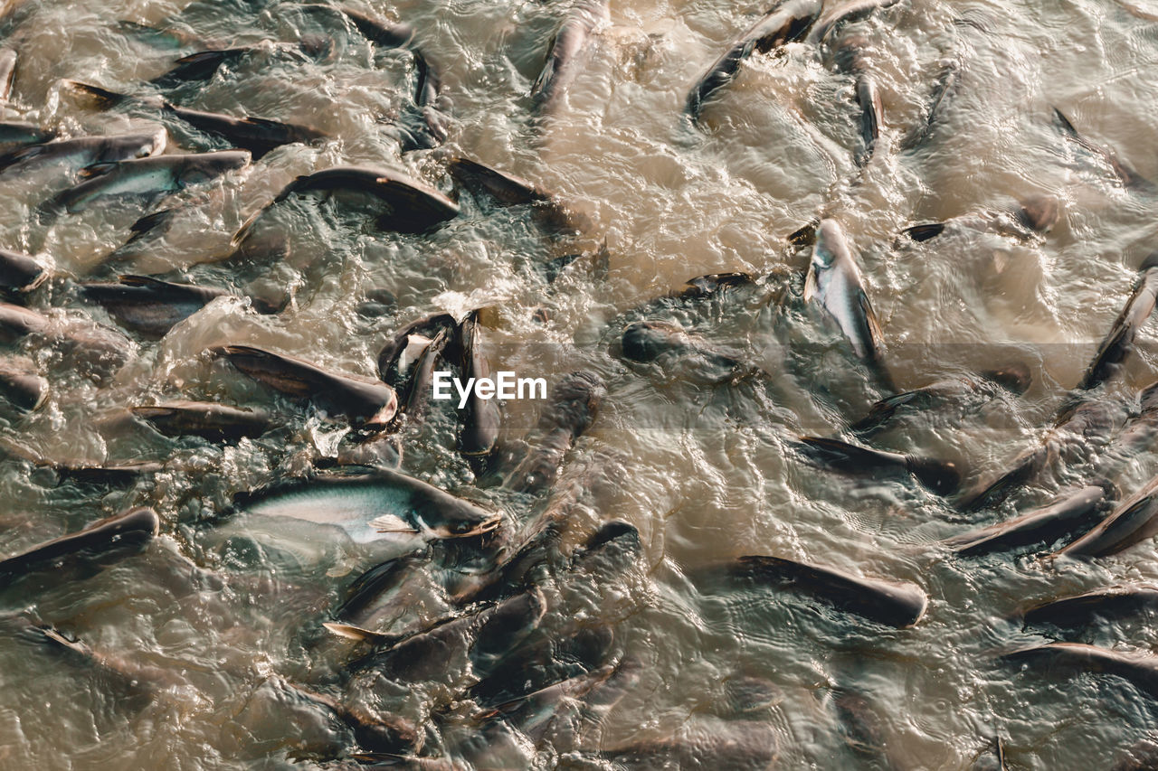 HIGH ANGLE VIEW OF FISH SWIMMING