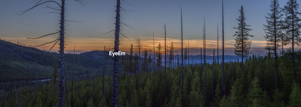 PANORAMIC VIEW OF TREES AGAINST SKY