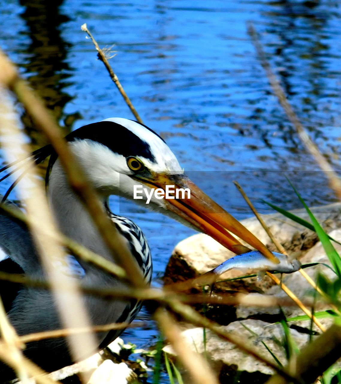 CLOSE-UP OF HERON IN LAKE