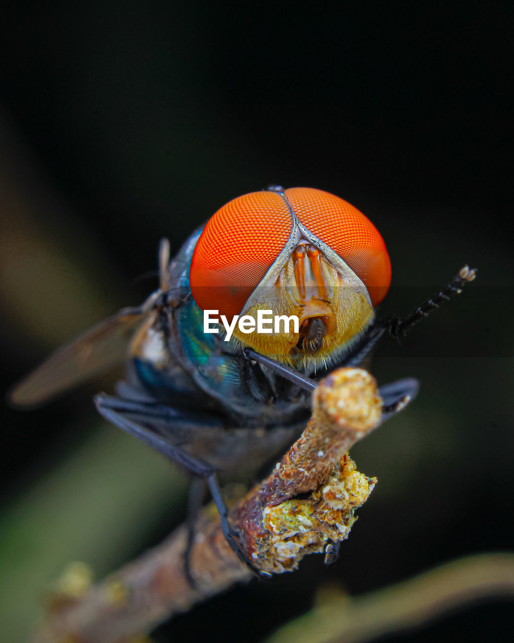 Close-up of a blue bottle fly