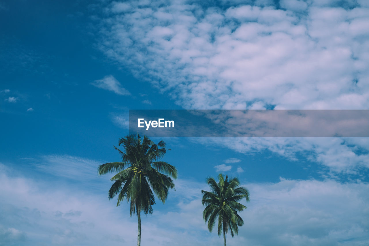 Low angle view of palm trees against blue sky