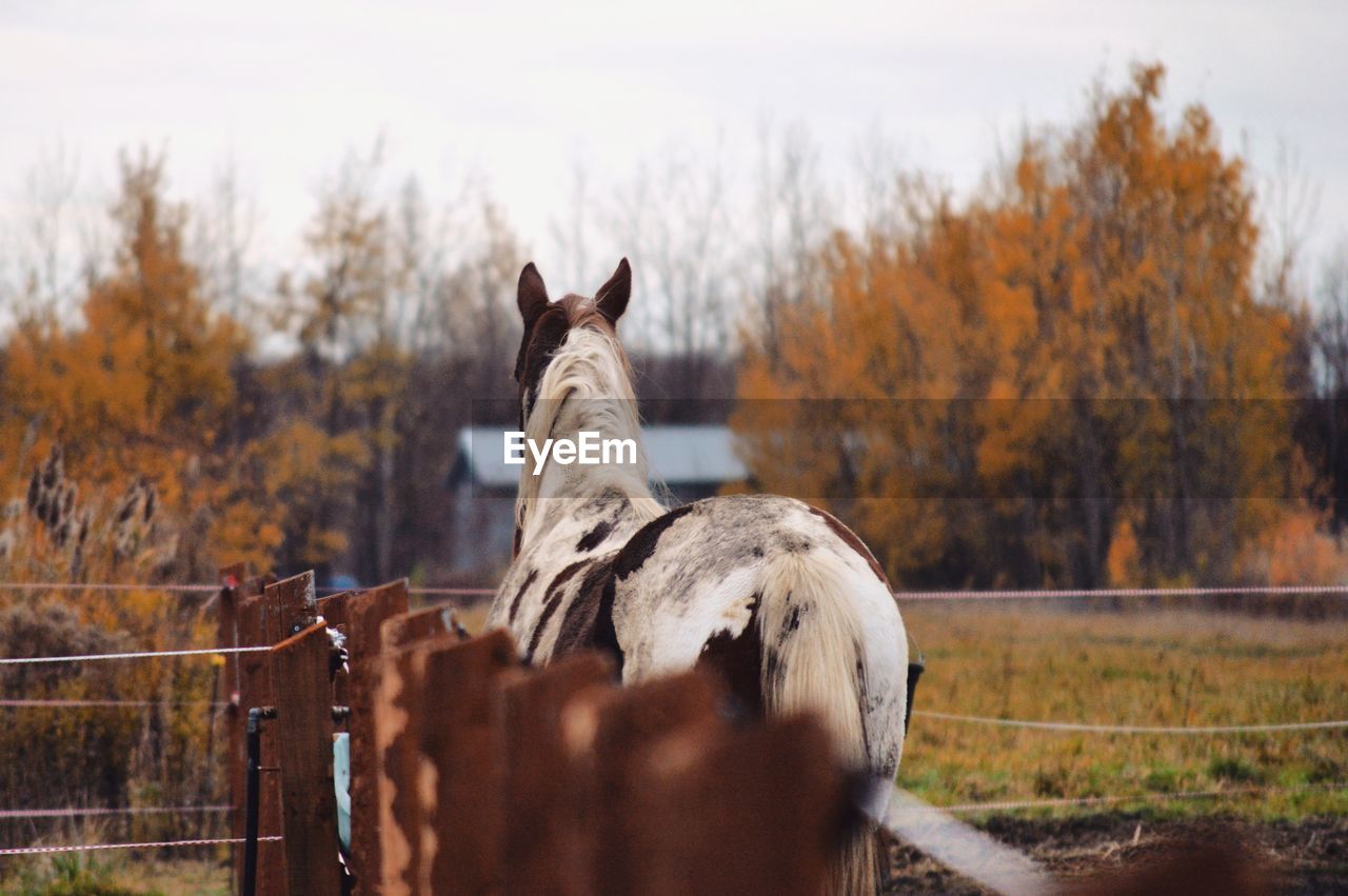 Close-up of horse standing on field against sky