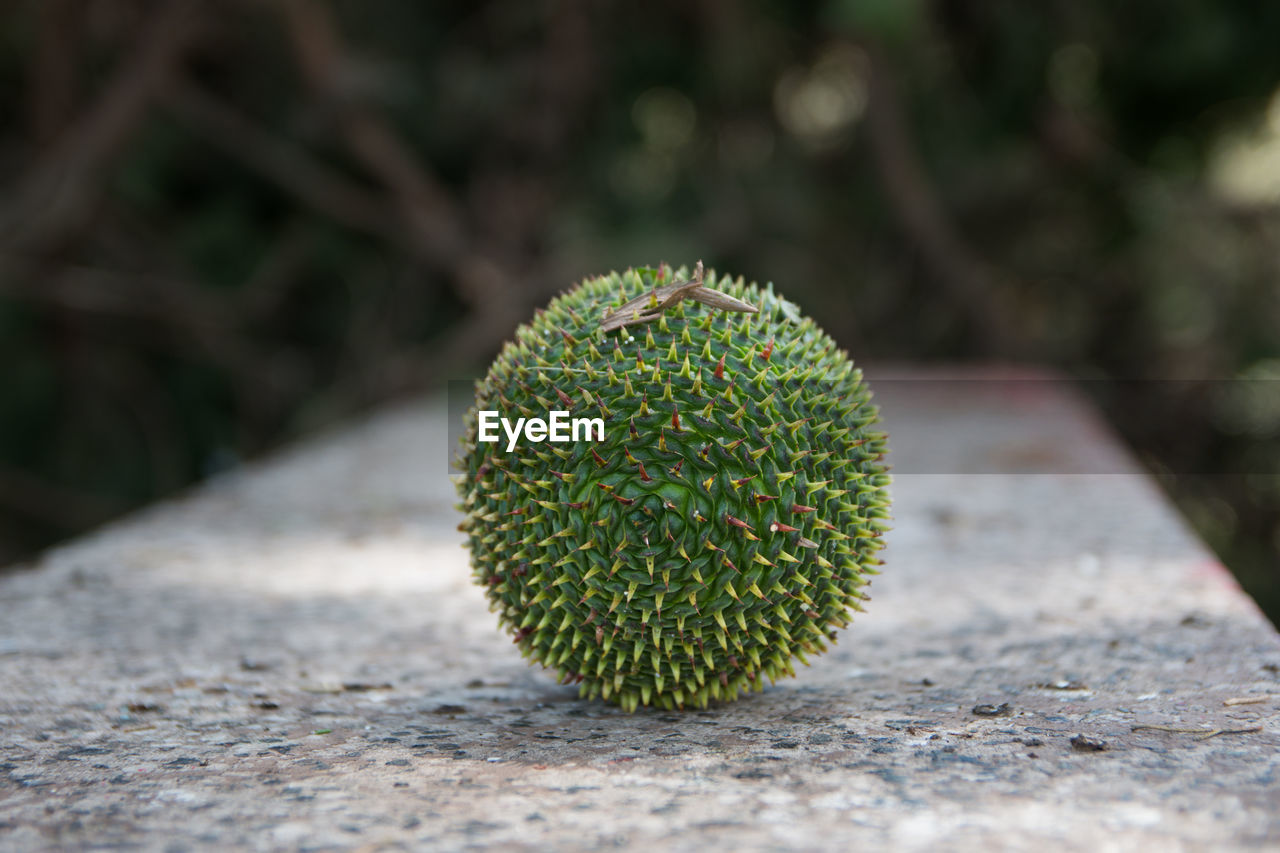 Close-up of pine fruit