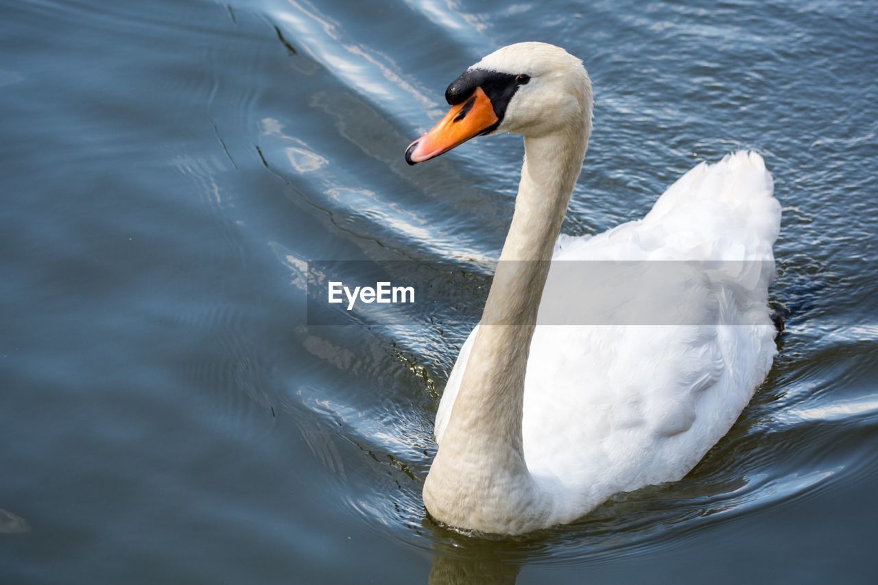 High angle view of swan swimming in lake