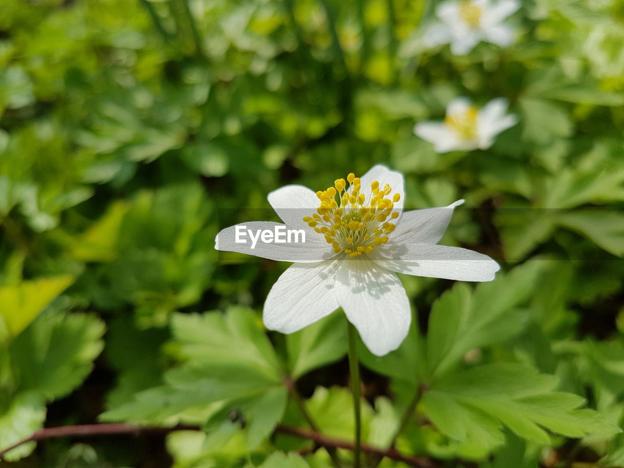 CLOSE-UP OF FLOWER BLOOMING IN PARK