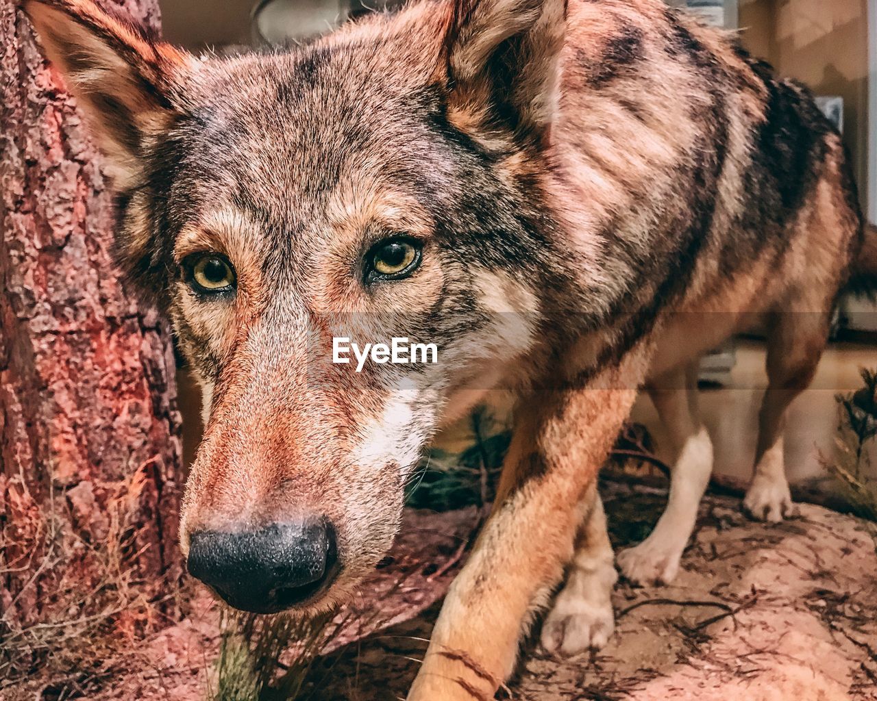 CLOSE-UP PORTRAIT OF BROWN HORSE