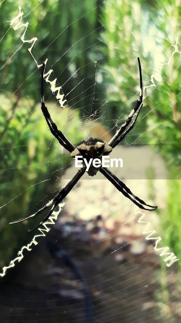 CLOSE-UP OF SPIDER ON WEB AGAINST BLURRED BACKGROUND