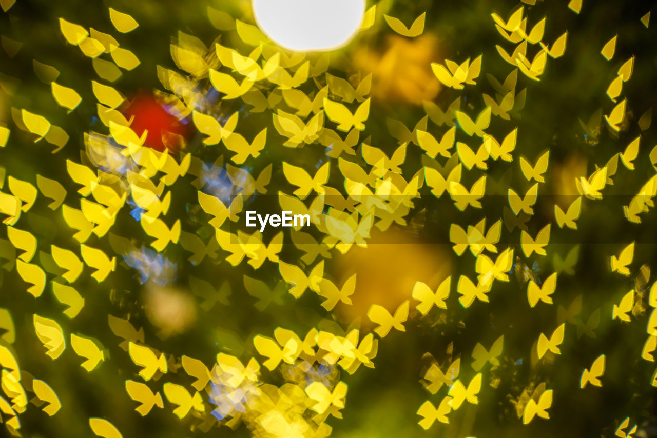 full frame shot of yellow flowering plant