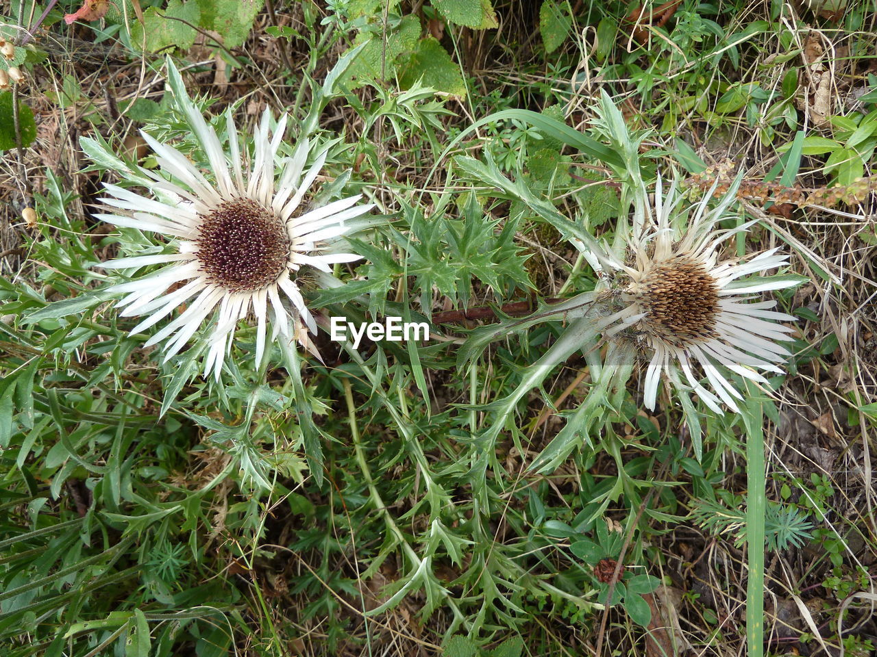 HIGH ANGLE VIEW OF DANDELION FLOWER ON FIELD