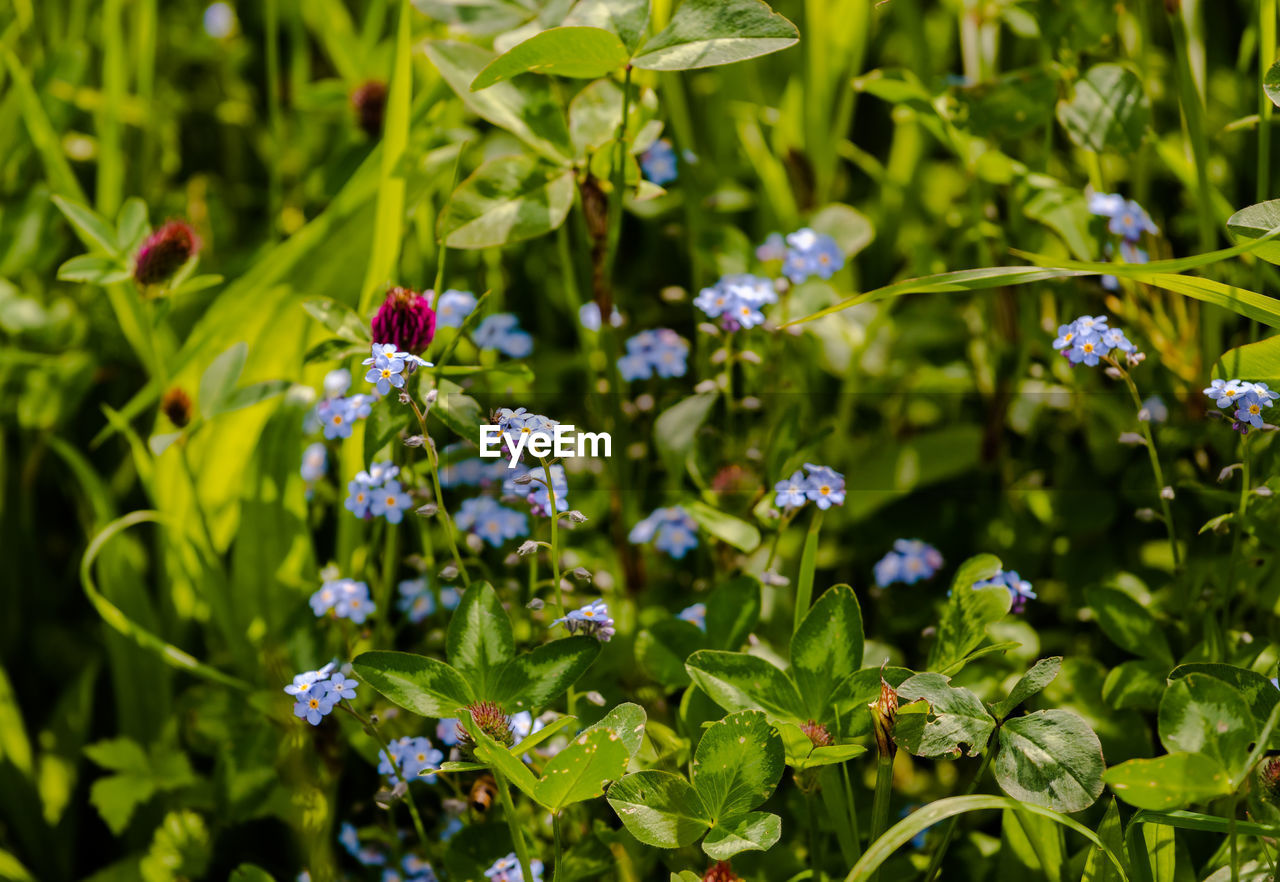 Close-up of honey bee on purple flowering plant