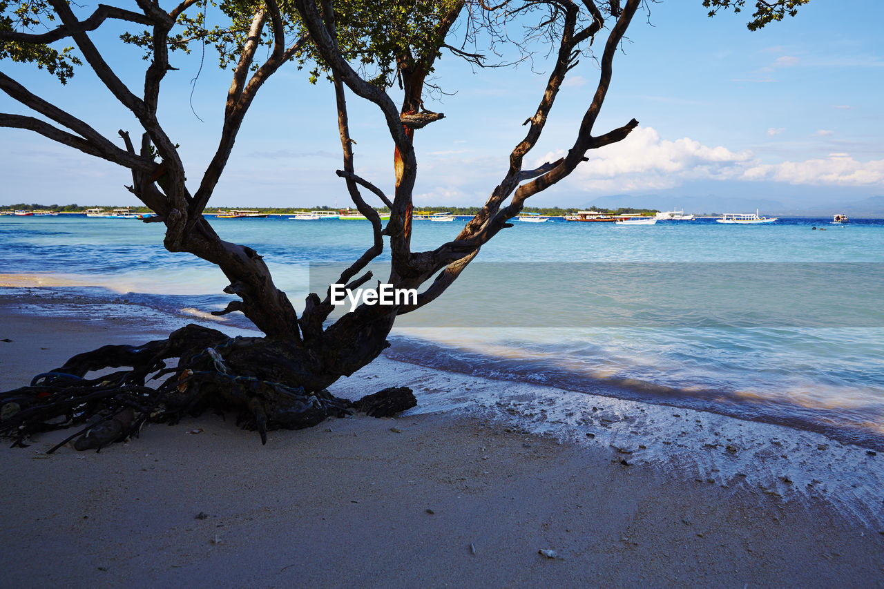 TREES ON BEACH