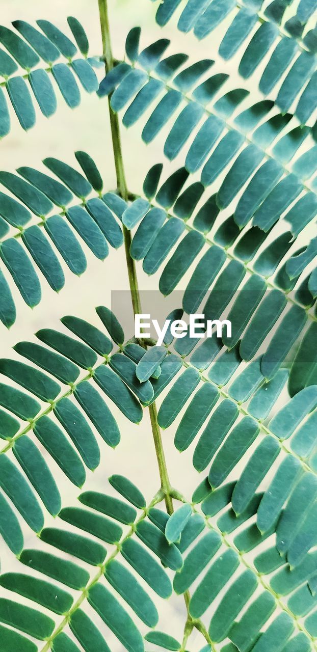 LOW ANGLE VIEW OF GREEN LEAVES AGAINST BLURRED BACKGROUND