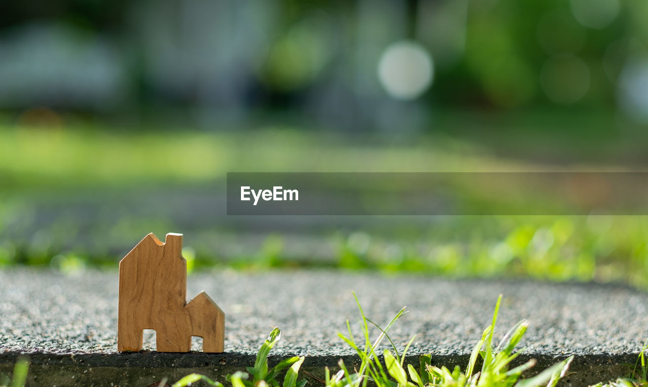 green, grass, lawn, nature, leaf, plant, sunlight, no people, flower, day, focus on foreground, autumn, wood, selective focus, outdoors, tree, morning, yellow, close-up, macro photography, meadow