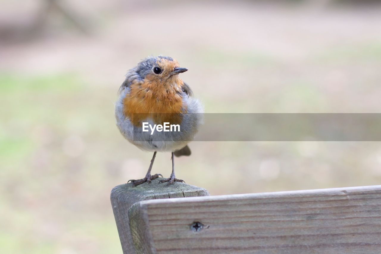 CLOSE-UP OF BIRD ON WOOD