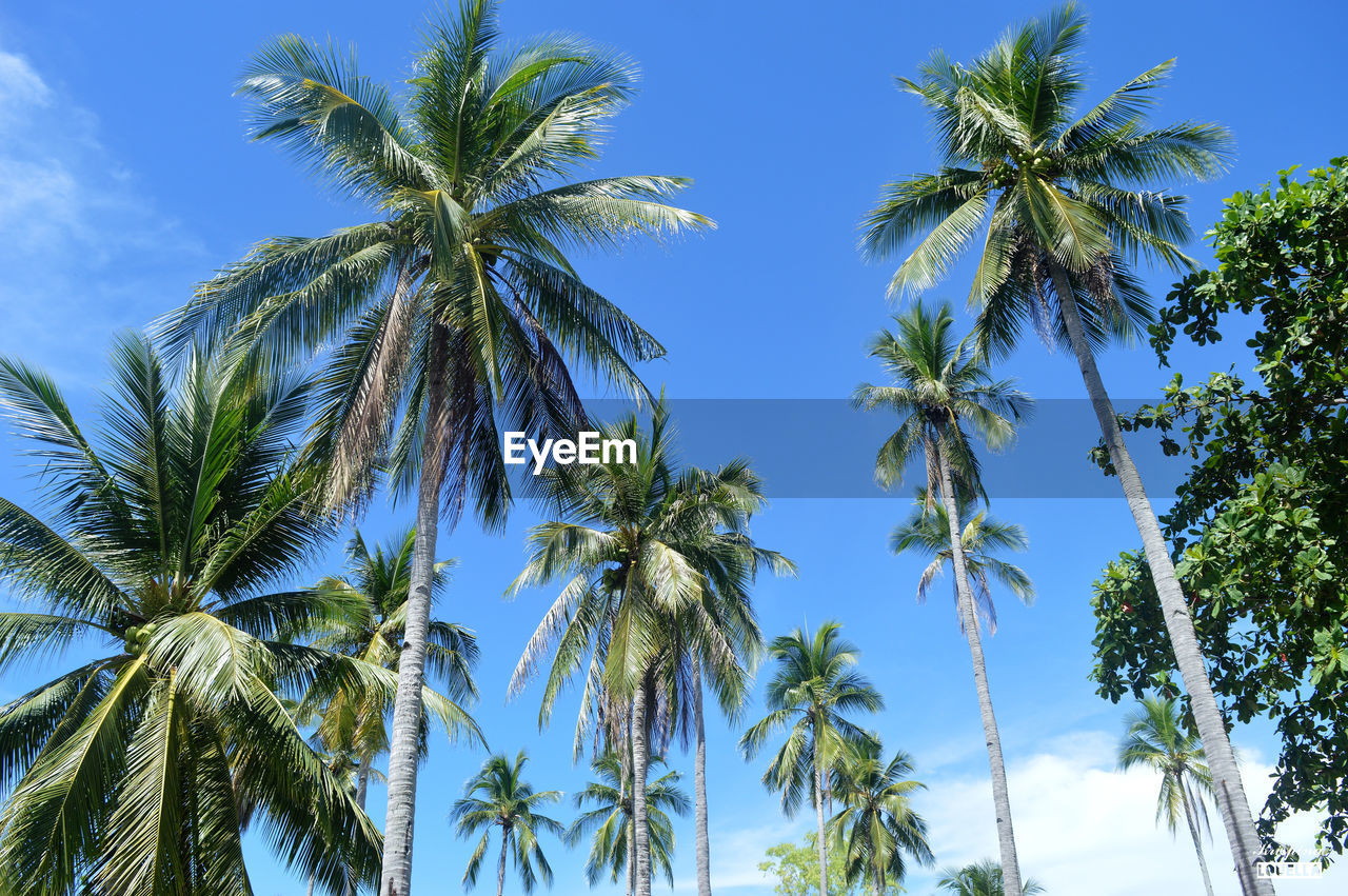 Low angle view of palm trees against sky