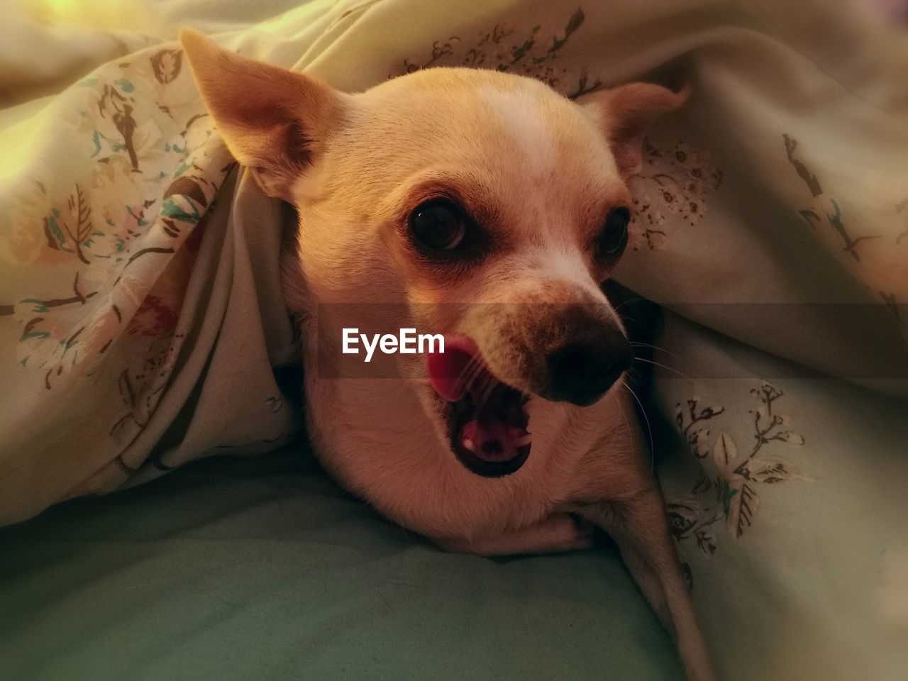 PORTRAIT OF DOG LYING ON BED AT HOME