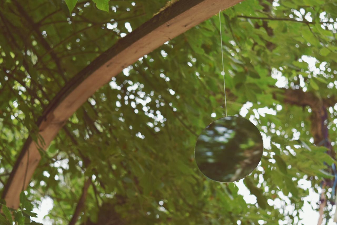 LOW ANGLE VIEW OF HANGING TREE