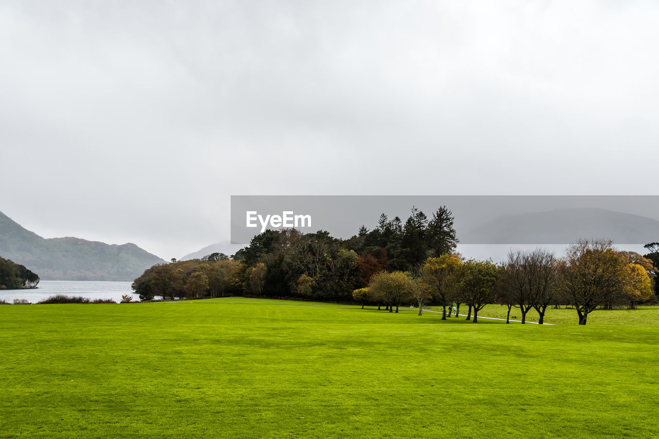 Trees growing on field against sky