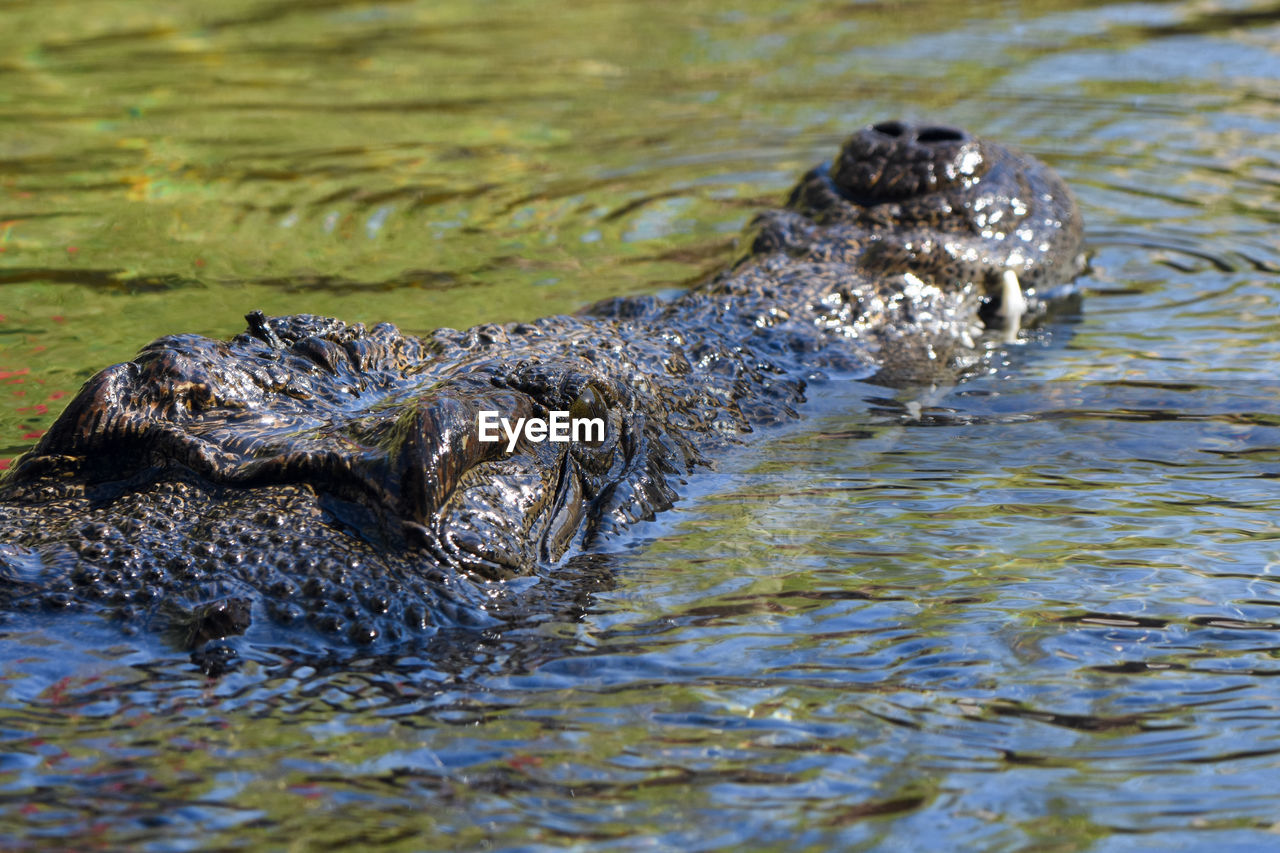 TURTLE IN A WATER