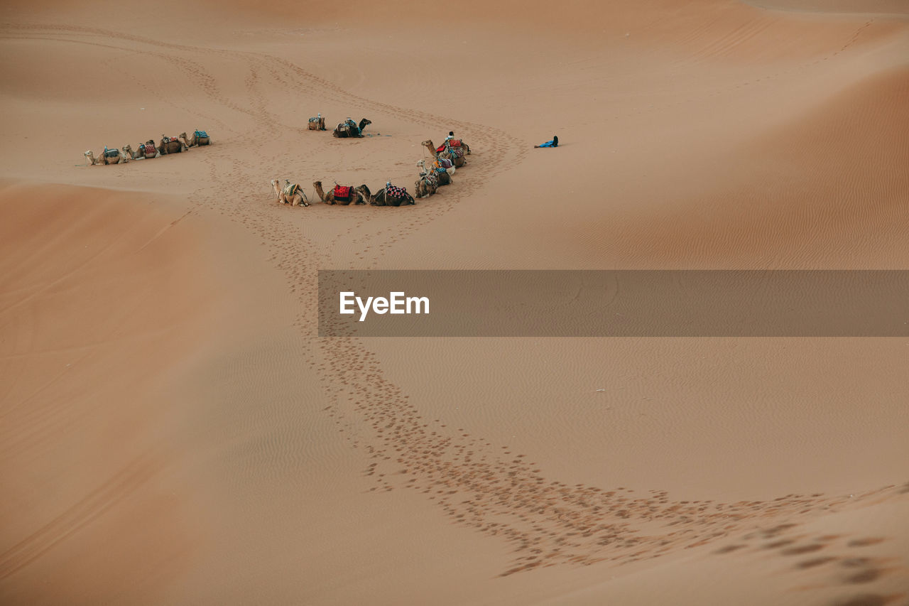 Caravan at sahara desert