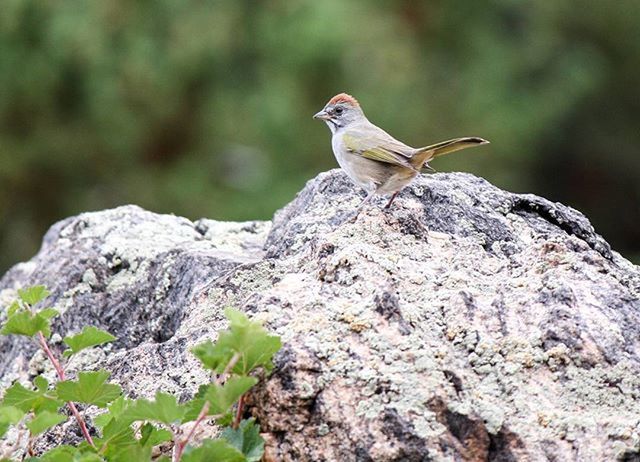 BIRD PERCHING ON ROCKS