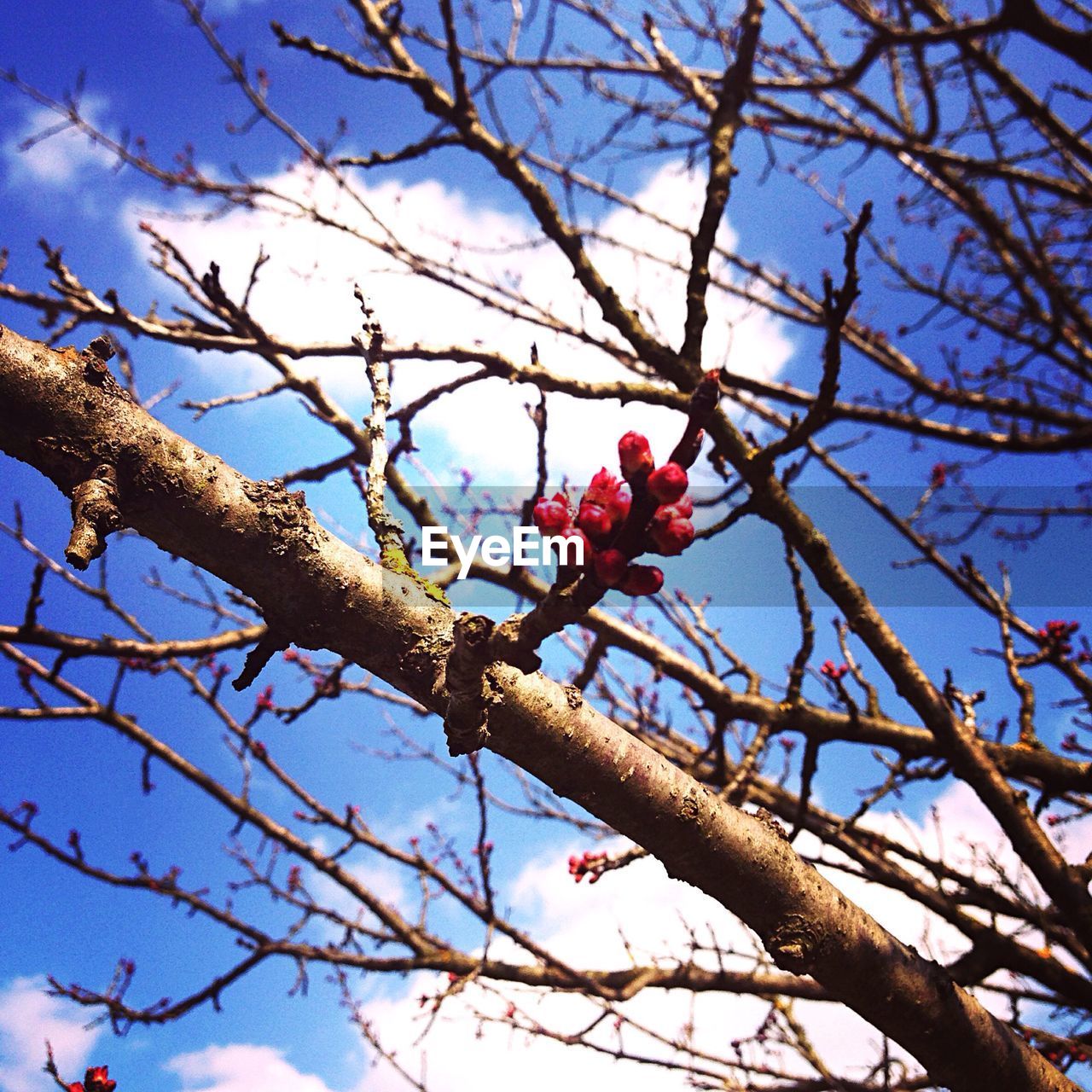 LOW ANGLE VIEW OF TREE AGAINST SKY