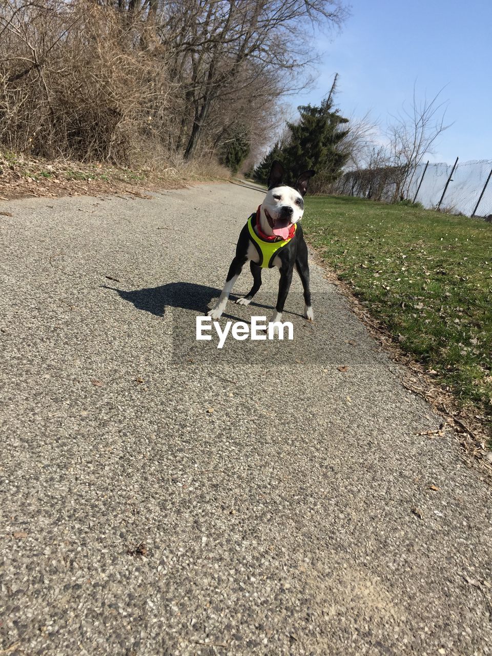 TWO DOGS RUNNING ON ROAD