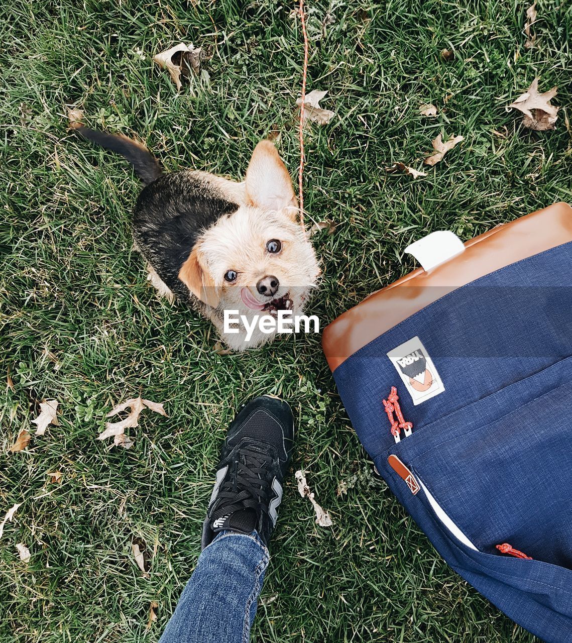 LOW SECTION OF PERSON WITH DOG IN FIELD