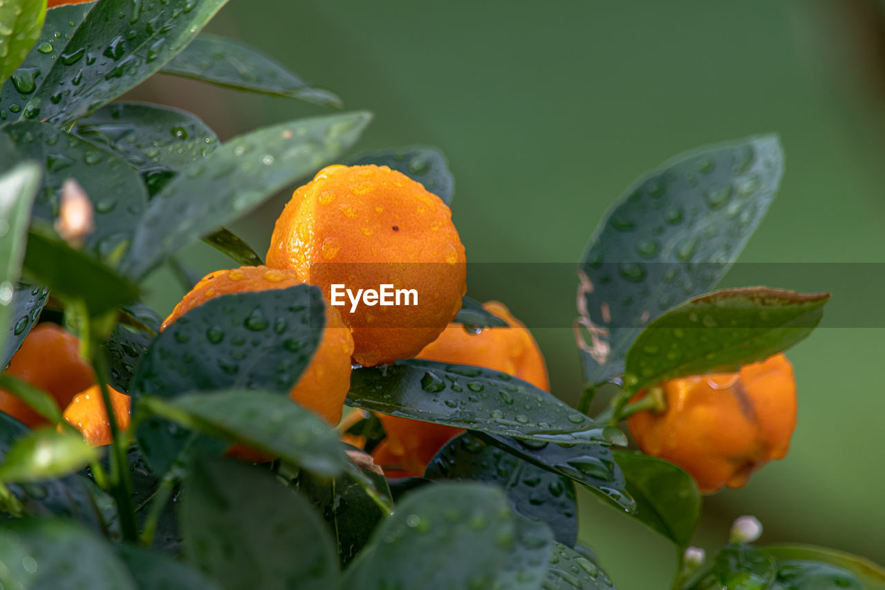 Close-up of orange fruit