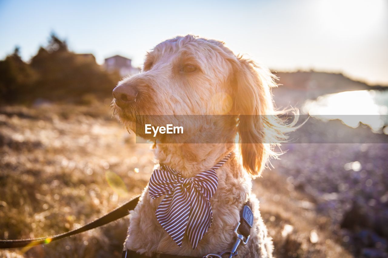 Close-up of dog looking away