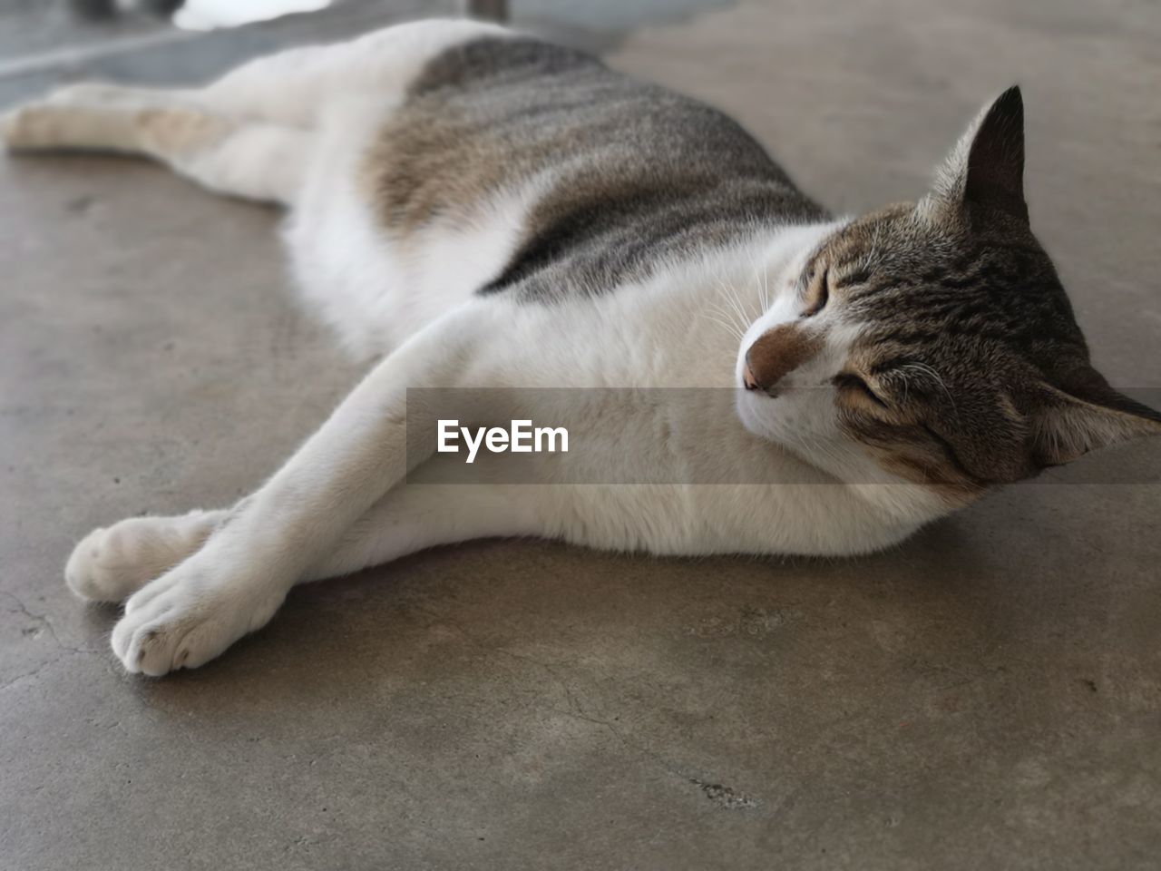 HIGH ANGLE VIEW OF CAT LYING ON THE FLOOR