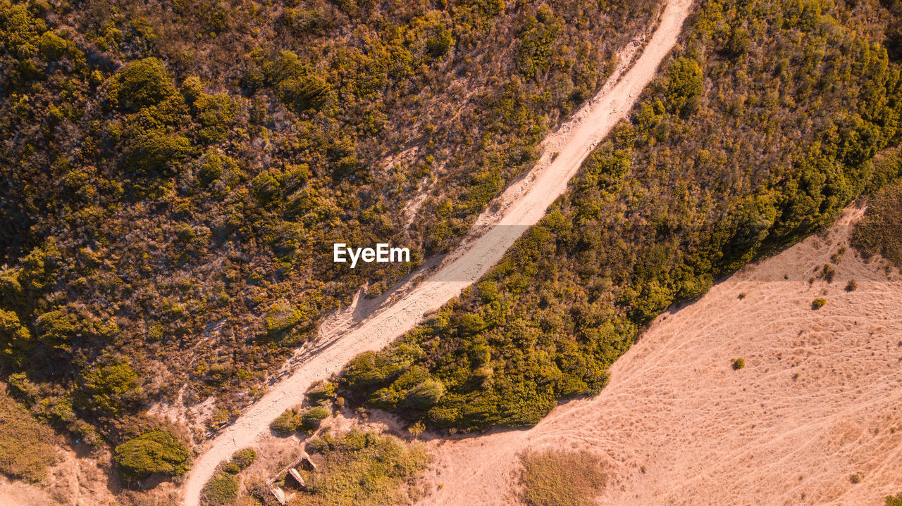 Road amidst trees in a desert