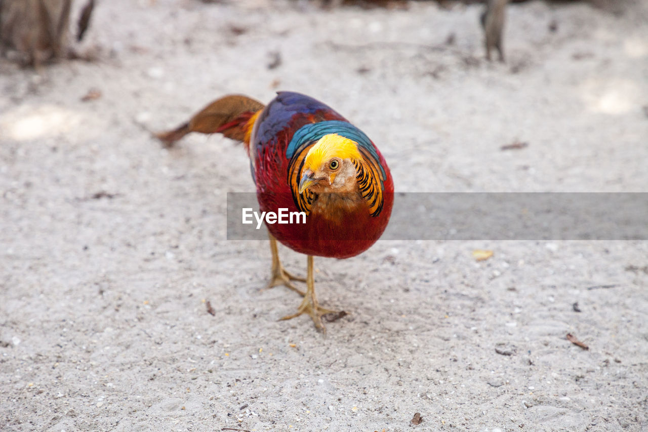 CLOSE-UP OF BIRD ON LAND